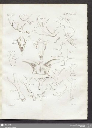 Pl. VI. pag. 106
