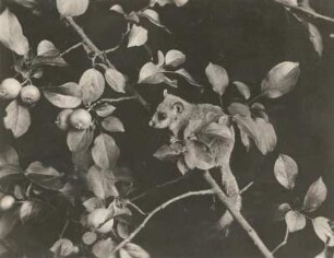Siebenschläfer (Glis glis)