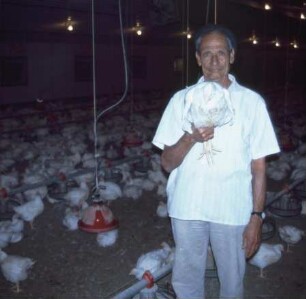 Fotografie: Tierproduktionsverfahren, Broiler