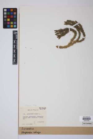 Huperzia selago (L.) Bernh.