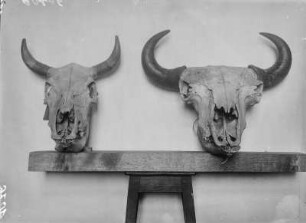 Wisent- und Hausrindschädel : Schädel von einem Wisent (Bos bonasus Linnaeus) und einem Hausrind (Bos primigenius taurus Linnaeus).