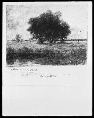 Wiesenlandschaft mit Baumgruppe