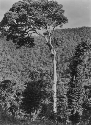 Bergwald : Dichte Vegetation im Norden der Uluguru-Berge