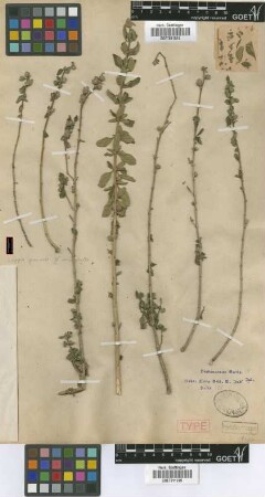 Lippia geminata Kunth var. Griseb. microphylla