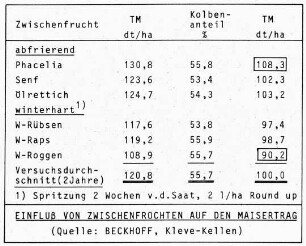 Einfluß von Zwischenfrüchten auf den Maisertrag