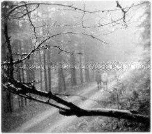 Zweige, im Hintergrund Waldweg