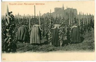 Meißen. Meißner Weinlese und Winzerinnen