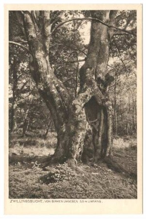 Reinhardswald