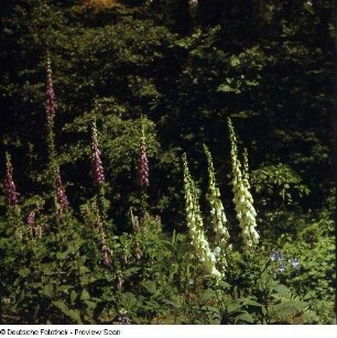 Roter Fingerhut (Digitalis purpurea) und Großblütiger (Blasser) Fingerhut (Digitalis grandiflora). Blühender Bestand im Laubwald