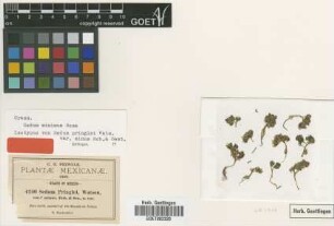 Sedum pringlei S.Watson var. ? minus B.L.Rob. & Seaton[type]