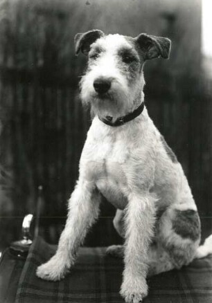 Foxterrier (Drahthaar, Canis familiaris palustris)