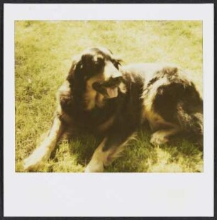 Sabines Hund Makeba in Worpswede