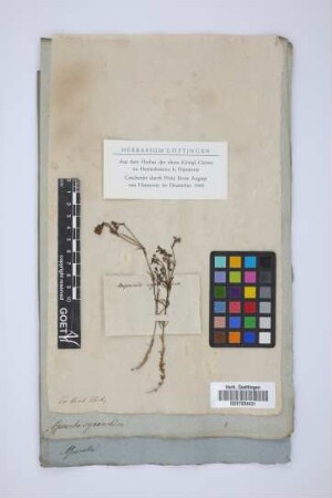 Asperula cynanchica