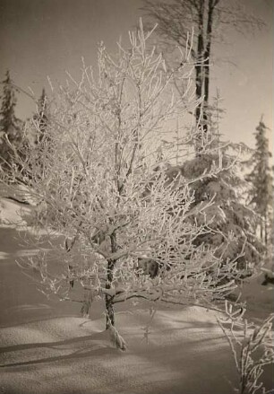 Lausitzer Bergland. Döhlener Berg, Winterbild: Bereifte Eiche