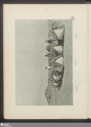 Heuernte