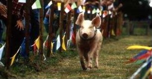 Rennschwein Rudi Rüssel