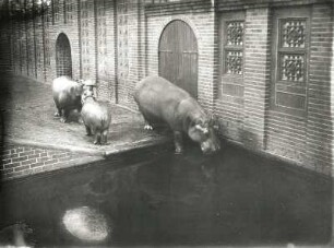 Leipzig, Zoologischer Garten : Leipzig. Zoologischer Garten. Flusspferdanlage. Innenraum mit Wasserbecken. J. Bühring. Flusspferde (Hippopotamus amphibius) Grete und Yumbo (im Wasser)