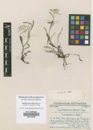Leontopodium alpinum Cass.