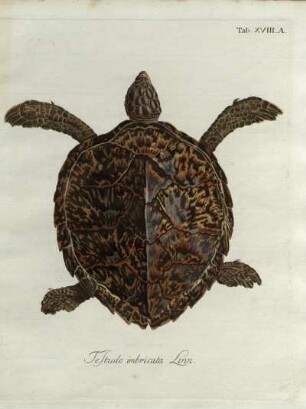 Tab. XVIII. A. Testudo imbricata Linn.
