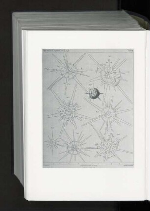 Tafel XII.
