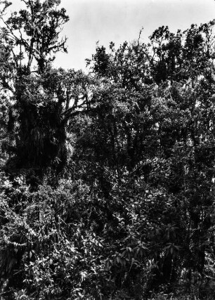 Ceja de selva : Regenwaldvegetation