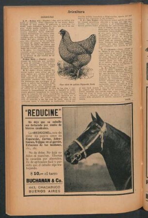 Avicultura : Consultas