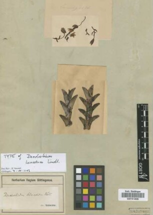 Dendrobium lunatum Lindl.