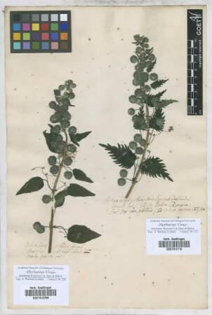 Urtica