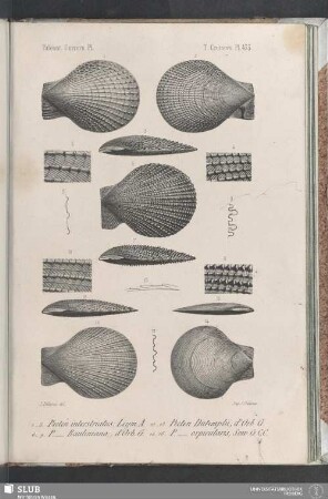Pl. 433