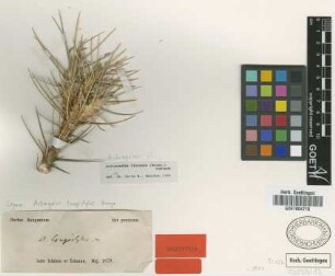 Astragalus longistylus Bunge [isotype]