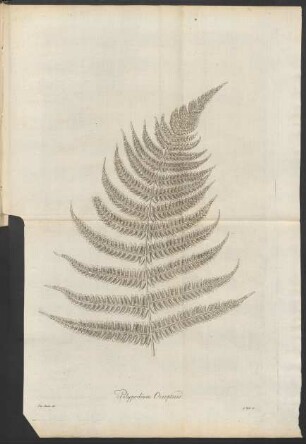 [Tab. XXIII.] Polypodium Oreopteris