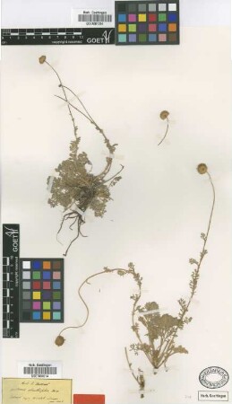 Anthemis absinthifolia Boiss. [type]