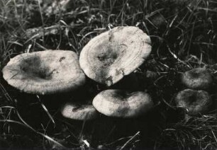 Edel-Reizker oder Echte Reizker (Lactarius deliciosus) ist eine Pilzart aus der Familie der Täublingsverwandten (Russulaceae)