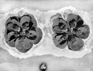 Blütenstand der Sonnwend-Wolfsmilch (Euphorbia helioscopia). Negativretusche von Karl Blossfeldt