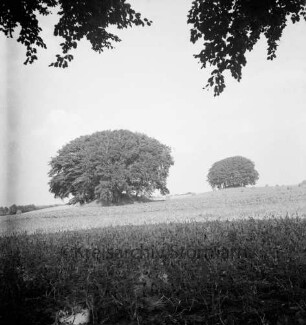 Grabauer Gräberfeld: Grabhügel aus der Bronzezeit mit Baumbewuchs: vorn Feld: dahinter Wiese mit Heuhocken: oben Baumäste