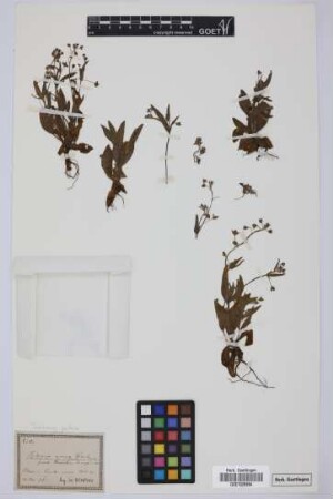 Tuberaria annua Spach