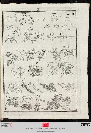 Tab. II [Blätter und Äste (Schemata; Kontur-Schraffur)]
