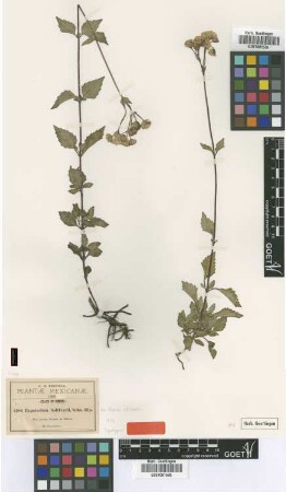 Eupatorium saltivarii Sch.Bip. ex Robins. & Seat. [syntype]