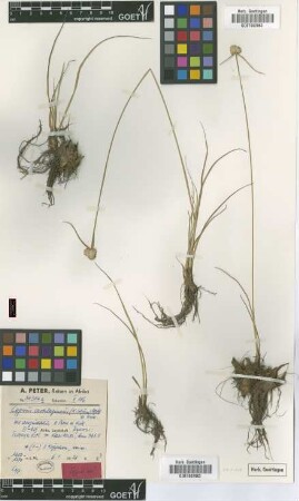 Cyperus cartilagineus (K.Schum.) Mattf. & Kük. var. angustatus Peter & Kük.[type]