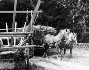 Erntezeit im Hochschwarzwald