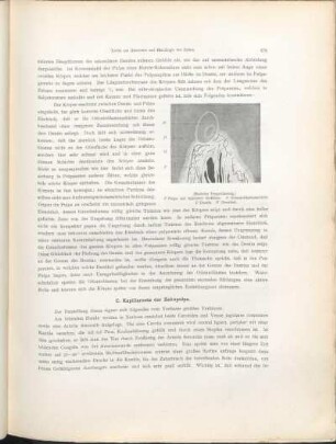 C. Kapillarnetz der Zahnpulpa.