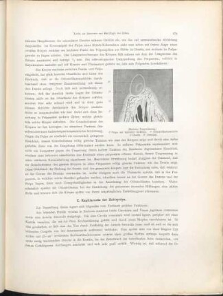 C. Kapillarnetz der Zahnpulpa.
