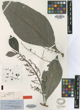 Cybianthus klotzschii Mez [syntype]