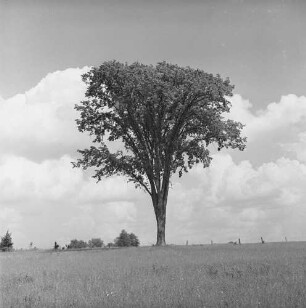 Vermont, Ulme