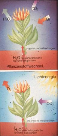 Übersicht: Gartenbautechnik-Gewächshaus, Licht