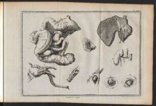 Elephant. 2. figure