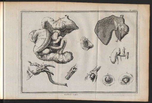 Elephant. 2. figure