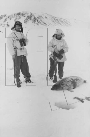 Eis vor dem Südabfall Kap Lovén : Robbenjagd (Werner Schlösser, Heinz Schneider)