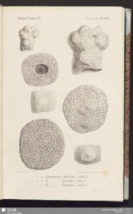 Pl. 639