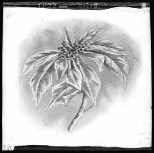 Poinsettia Blossom